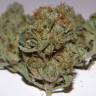 семена конопли в интернете Satori regular Mandala Seeds семена конопли в интернете Satori regular Mandala Seeds