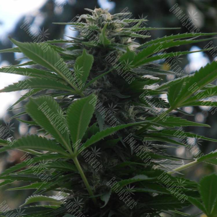 семена конопли наложенным платежом Auto Talgar feminised Bang Seeds семена конопли наложенным платежом Auto Talgar feminised Bang Seeds