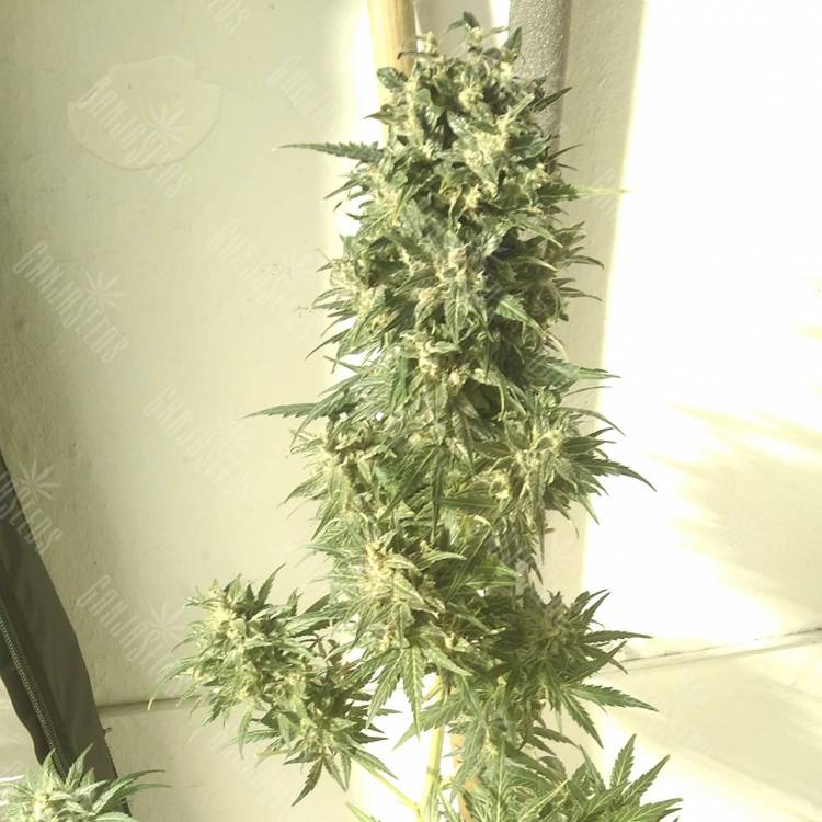 урожайные семена конопли Point of No Return x Lowryder regular Ganja Seeds урожайные семена конопли Point of No Return x Lowryder regular Ganja Seeds