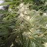 семена сортовой конопли Point of No Return x Lowryder regular Ganja Seeds семена сортовой конопли Point of No Return x Lowryder regular Ganja Seeds
