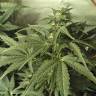 качественные семена конопли Point of No Return x Lowryder regular Ganja Seeds качественные семена конопли Point of No Return x Lowryder regular Ganja Seeds