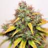 семена конопли элитных сортов Auto Kush feminised семена конопли элитных сортов Auto Kush feminised