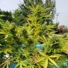 семена конопли аутдор Auto Kush feminised семена конопли аутдор Auto Kush feminised