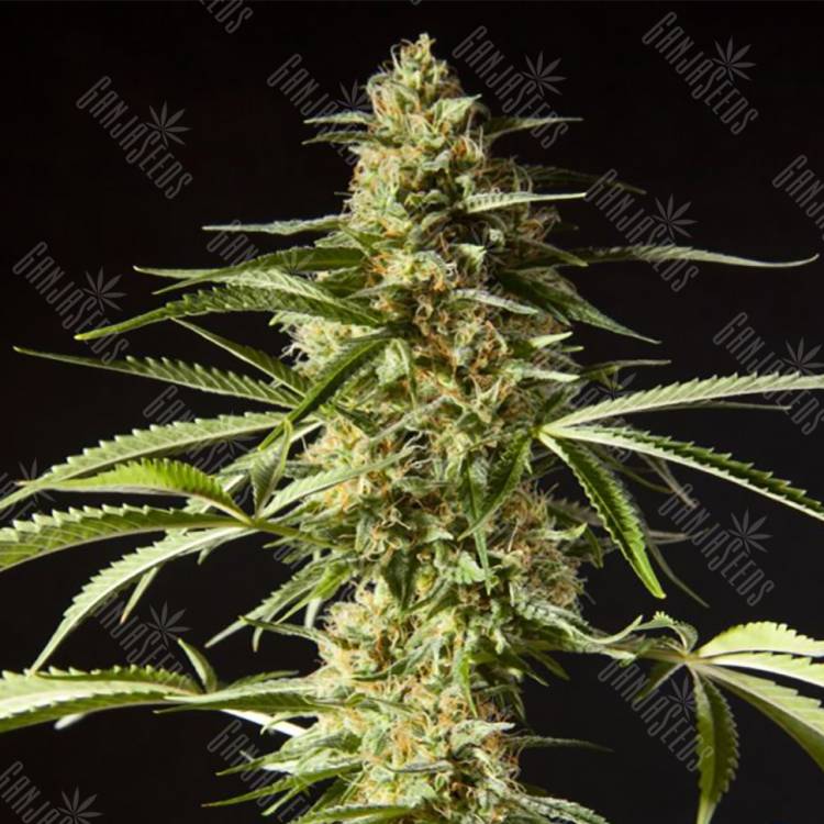 купить семена конопли Philo Skunk (Gokunk) feminised Philosopher Seeds купить семена конопли Philo Skunk (Gokunk) feminised Philosopher Seeds