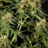 заказ семян конопли Спб Philo Skunk (Gokunk) feminised Philosopher Seeds заказ семян конопли Спб Philo Skunk (Gokunk) feminised Philosopher Seeds