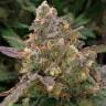 Семена конопли оптом Auto Big Devil XL feminised GanjaLiveSeeds Семена конопли оптом Auto Big Devil XL feminised GanjaLiveSeeds