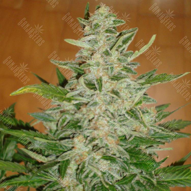 семена конопли курьером Auto Moby Dick feminised семена конопли курьером Auto Moby Dick feminised