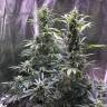 семена конопли в оригинальных упаковках Point regular Ganja Seeds семена конопли в оригинальных упаковках Point regular Ganja Seeds