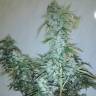 заказ семян конопли Москва Russian Snow regular Ganja Seeds заказ семян конопли Москва Russian Snow regular Ganja Seeds