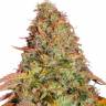семена конопли с доставкой Auto Glue Gelato feminised Barneys Farm