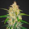 семена индийской конопли Auto Glue Gelato feminised Barneys Farm