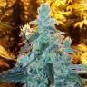 семена конопли курьером Silver Kush feminised Reserva Privada семена конопли курьером Silver Kush feminised Reserva Privada