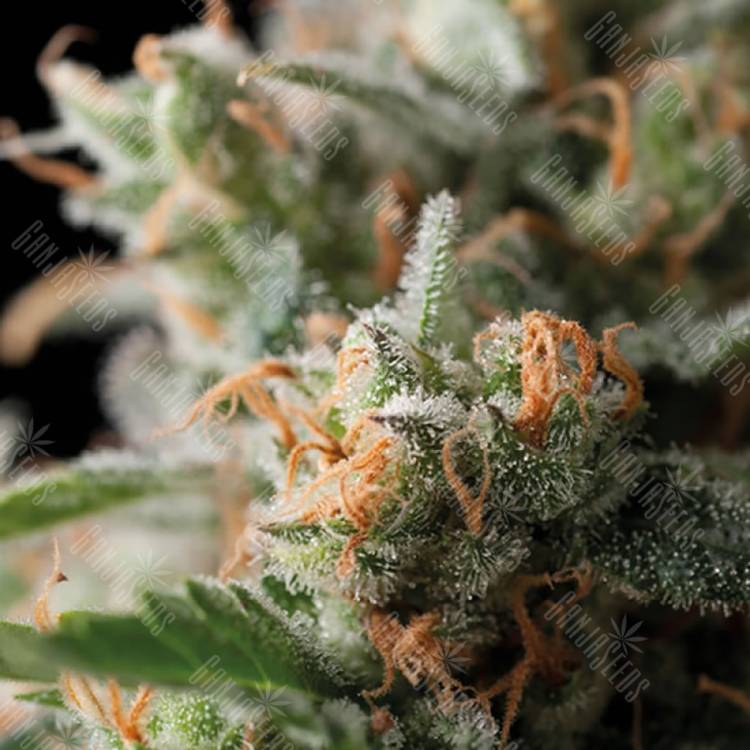 урожайные семена конопли Jack Herer feminised Trikoma Seeds урожайные семена конопли Jack Herer feminised Trikoma Seeds