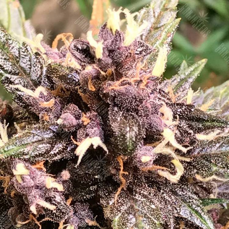 Семена марихуаны Auto Devil Cream feminised GanjaLiveSeeds Семена марихуаны Auto Devil Cream feminised GanjaLiveSeeds