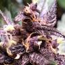 Семена конопли Auto Devil Cream feminised GanjaLiveSeeds Семена конопли Auto Devil Cream feminised GanjaLiveSeeds