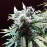 качественные семена конопли Auto Blueberry Bliss feminised качественные семена конопли Auto Blueberry Bliss feminised