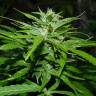 заказать качественные семена конопли Auto Tengiz feminised Bang Seeds заказать качественные семена конопли Auto Tengiz feminised Bang Seeds