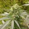 заказ семян конопли Power Plant regular Ganja Seeds заказ семян конопли Power Plant regular Ganja Seeds