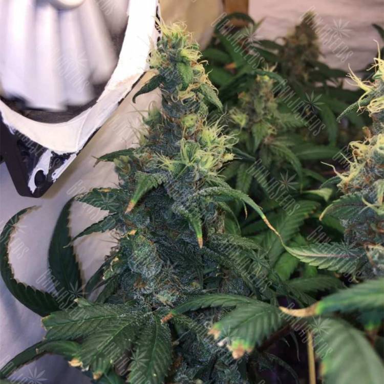 семена конопли Россия Satori x Lowryder (Salow) regular Ganja Seeds