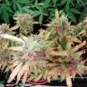 автоцветущие семена конопли Auto Malana Bomb feminised Barneys Farm автоцветущие семена конопли Auto Malana Bomb feminised Barneys Farm