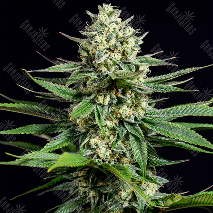 семена конопли OG Kush CBD feminised Dinafem Seeds семена конопли OG Kush CBD feminised Dinafem Seeds