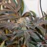 заказать качественные семена конопли Meringue feminised Dutch Passion Seeds заказать качественные семена конопли Meringue feminised Dutch Passion Seeds