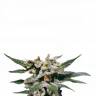 семена конопли феминизированные Citrus feminised Kannabia Seeds семена конопли феминизированные Citrus feminised Kannabia Seeds