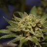 семена сортовой конопли Citrus feminised Kannabia Seeds семена сортовой конопли Citrus feminised Kannabia Seeds