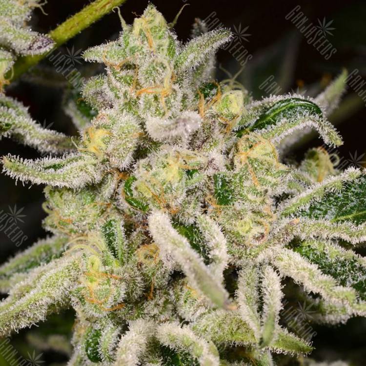 семена конопли f1 в оригинальной упаковке Citrus feminised Kannabia Seeds семена конопли f1 в оригинальной упаковке Citrus feminised Kannabia Seeds
