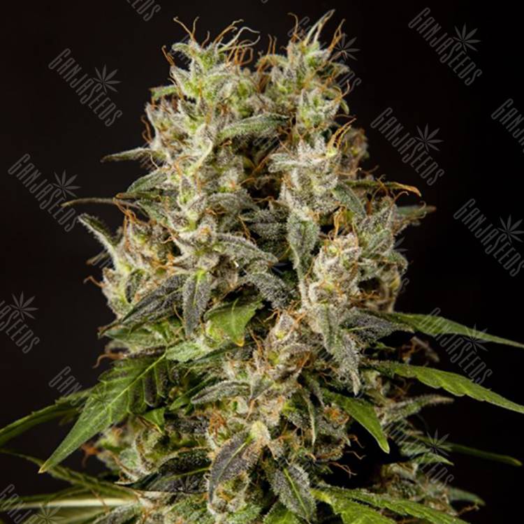 заказать качественные семена конопли Sweet Love feminised Philosopher Seeds заказать качественные семена конопли Sweet Love feminised Philosopher Seeds