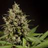 хорошие семена конопли Sweet Love feminised Philosopher Seeds хорошие семена конопли Sweet Love feminised Philosopher Seeds