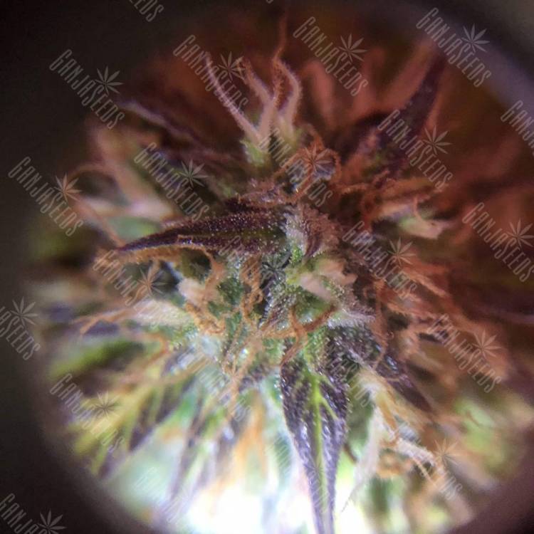 семена конопли марихуаны Auto Amnesia Haze feminised GanjaLiveSeeds семена конопли марихуаны Auto Amnesia Haze feminised GanjaLiveSeeds