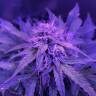 где заказать семена конопли Auto Amnesia Haze feminised GanjaLiveSeeds где заказать семена конопли Auto Amnesia Haze feminised GanjaLiveSeeds