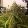 семена конопли аутдор Auto Amnesia Haze feminised GanjaLiveSeeds семена конопли аутдор Auto Amnesia Haze feminised GanjaLiveSeeds