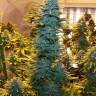 хорошие семена конопли Auto AK Skunk regular хорошие семена конопли Auto AK Skunk regular