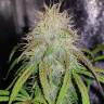 хорошие семена конопли Auto Blue Amnesia feminised хорошие семена конопли Auto Blue Amnesia feminised