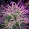 семена конопли курьером Auto Blue Amnesia feminised семена конопли курьером Auto Blue Amnesia feminised