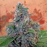 семена конопли для курения Auto Blue Amnesia feminised семена конопли для курения Auto Blue Amnesia feminised