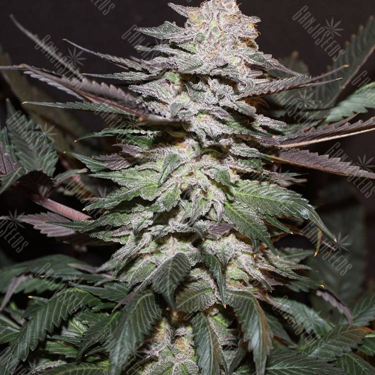 семена культурной конопли купить Auto Tobol feminised Bang Seeds