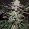 семена культурной конопли купить Auto Tobol feminised Bang Seeds
