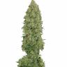семена конопли сорта сатива Auto NYC Diesel feminised Barneys Farm семена конопли сорта сатива Auto NYC Diesel feminised Barneys Farm