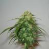 урожайные семена конопли Auto NYC Diesel feminised Barneys Farm урожайные семена конопли Auto NYC Diesel feminised Barneys Farm