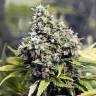семена конопли в оригинальных упаковках Indoor Mix feminised Female Seeds семена конопли в оригинальных упаковках Indoor Mix feminised Female Seeds