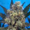 семена конопли индика Bubble Gum regular Serious Seeds