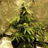 семена сортовой конопли Auto Big Bang regular семена сортовой конопли Auto Big Bang regular