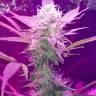 семена конопли в оригинальных упаковках Auto Lemon Haze feminised семена конопли в оригинальных упаковках Auto Lemon Haze feminised