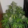 заказать качественные семена конопли Auto Lemon Haze feminised заказать качественные семена конопли Auto Lemon Haze feminised
