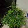 заказать на сайте семена конопли Auto Lemon Haze feminised заказать на сайте семена конопли Auto Lemon Haze feminised