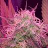 семена конопли автоцвет Auto Lemon Haze feminised семена конопли автоцвет Auto Lemon Haze feminised