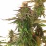 семена конопли Auto Magnesia Haze feminised семена конопли Auto Magnesia Haze feminised